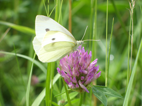 Schmetterling