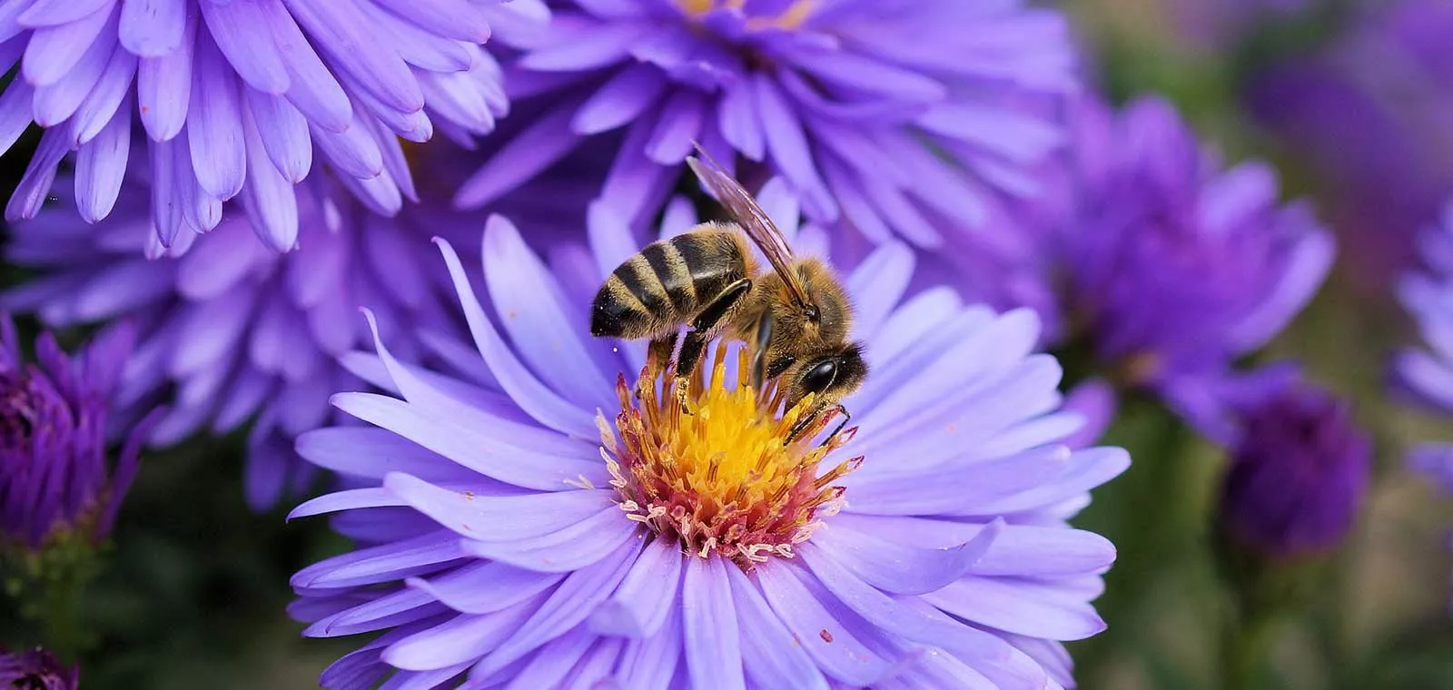 Biene auf Blume