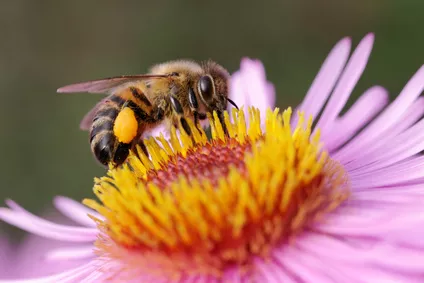 EM-Bienen