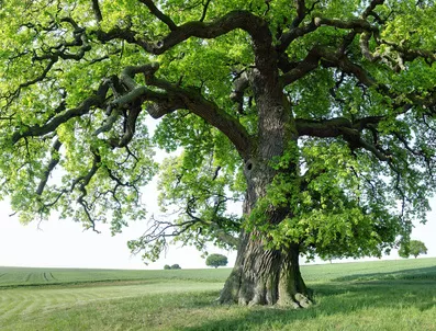 Solitärbaum