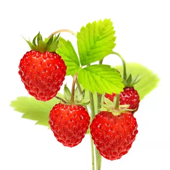 Erdbeeren