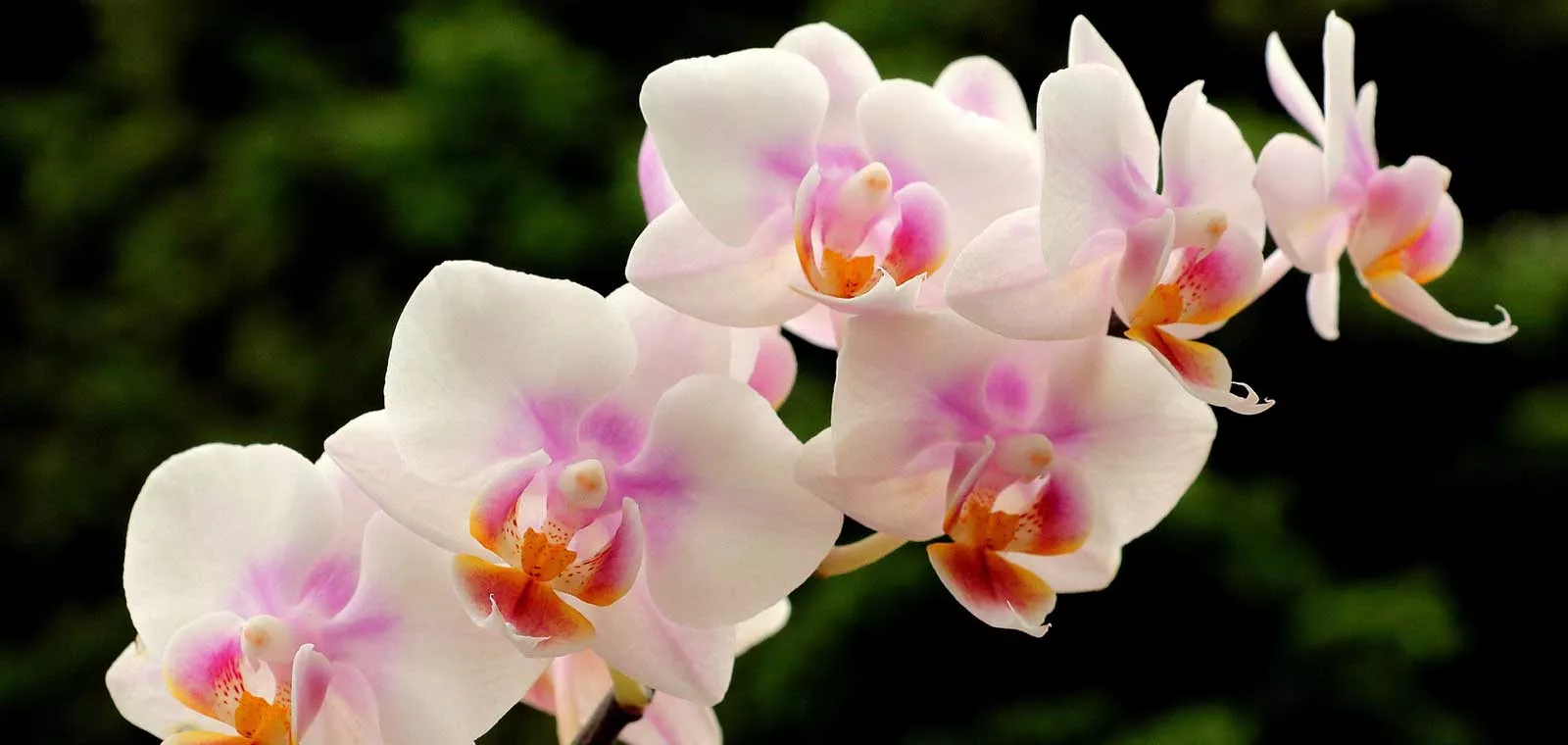 Orchideen