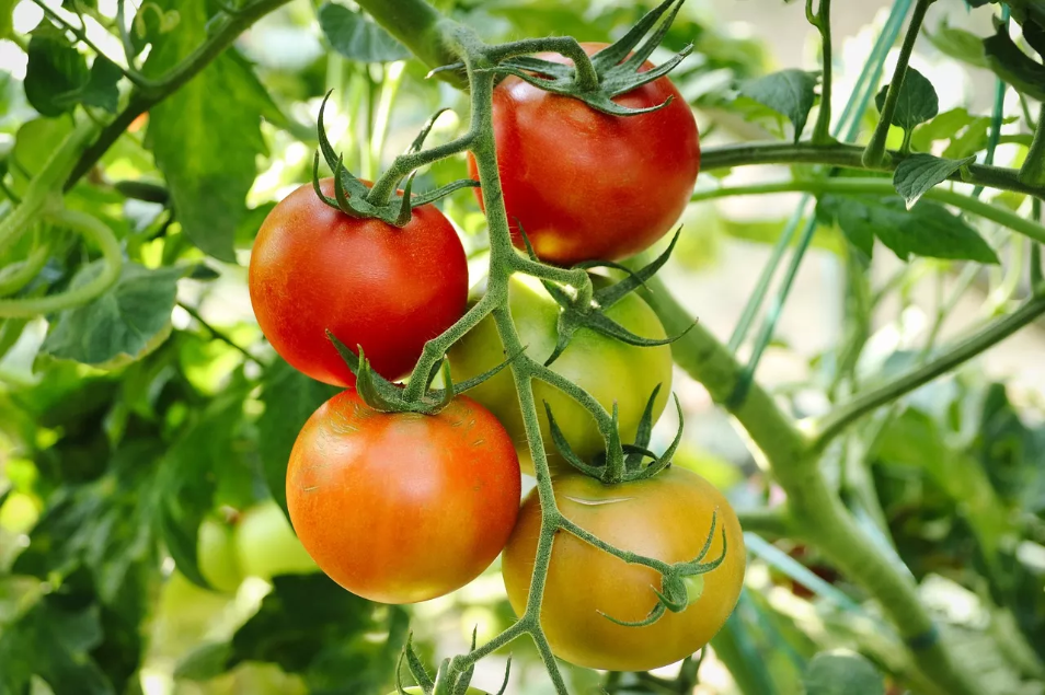 Tomaten