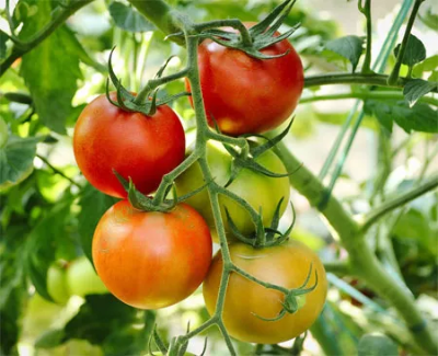 Tomaten